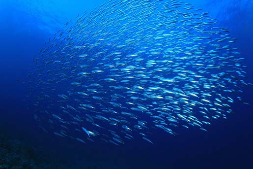 Fish School Photo