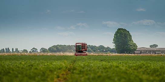 Harvesting-Peas