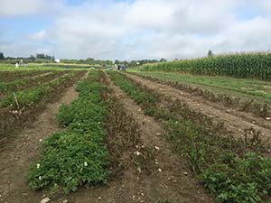 Innate late blight trial