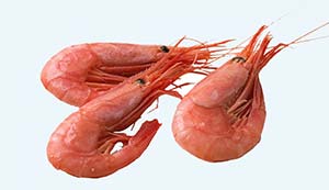 Nor prawn top regular