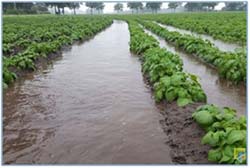 Potato field