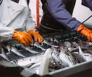 RFC fish processing photo