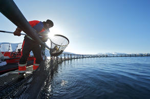 Record-salmon-exports-in-2014 small