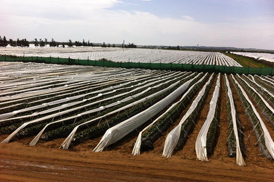 Strawberry crop 2014 Morocco