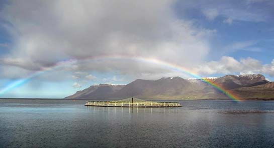 Trout Farm CageandrainbowinDyrafjordur