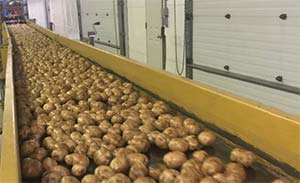 canada potatoes