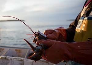 lob fisherman