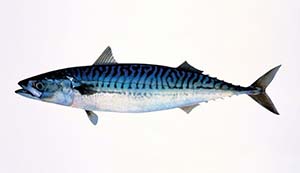 mackerel