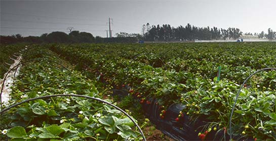 morocco strawberries