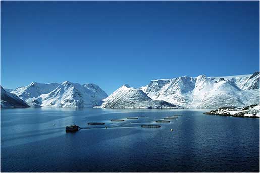 norwegian salmon cages content