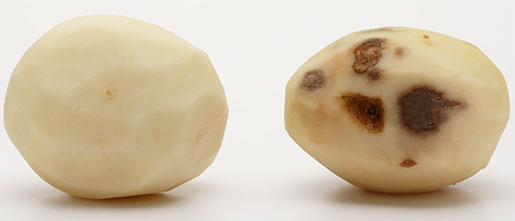 potato photo simplot innate