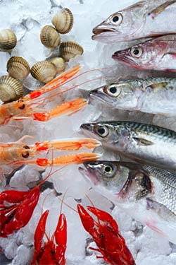 seabass mackrel group